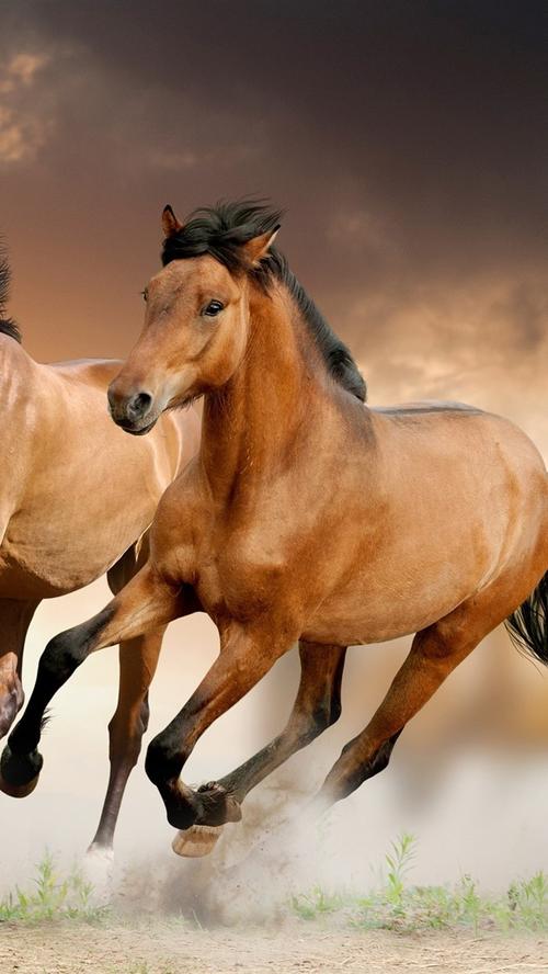 两匹棕色的马奔跑,速度