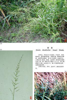 圆锥花序狭尖塔形,披针形或呈穗状,花期7-10月.