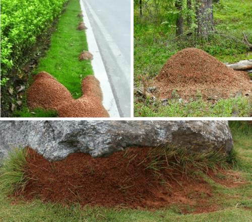 频频出现的火红蚁!有怎样的危害,如何防治?
