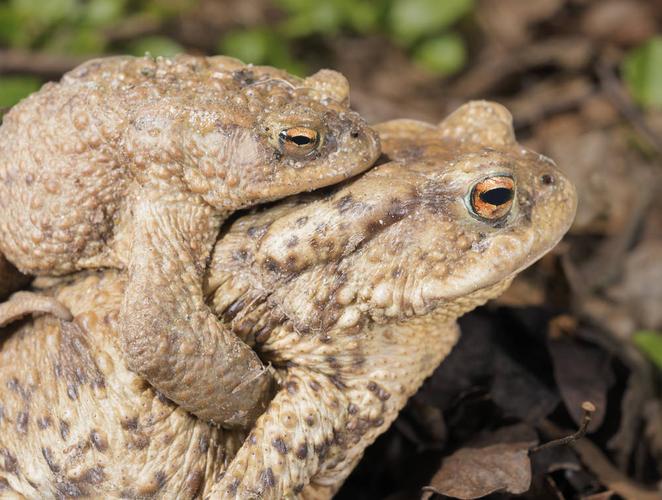 蟾蜍图片_蟾蜍图片大全_蟾蜍图片素材