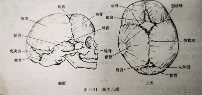 婴儿|新生儿|胎儿|颅骨|头骨_网易订阅
