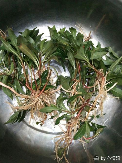 可以吃流鼻血的青草.