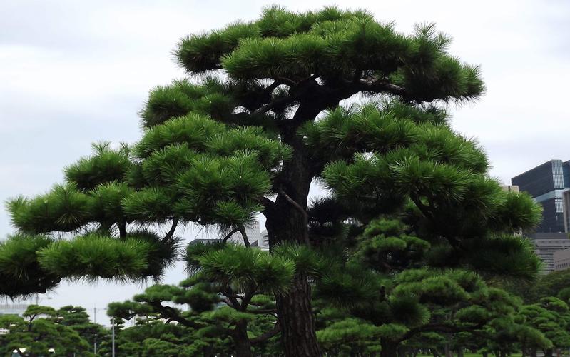 岁寒,然后知松柏之后凋也.