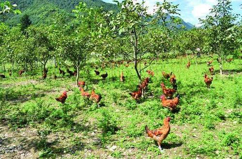 养殖,投放无公害饲料,也不施肥,洒药,目标是生产出无公害绿色食品和有