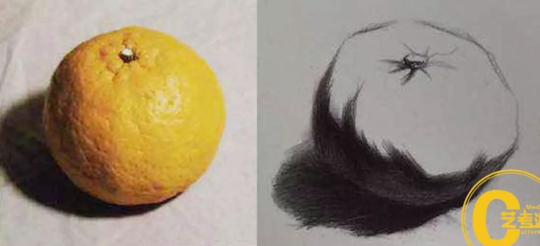 单个静物素描解析橘子