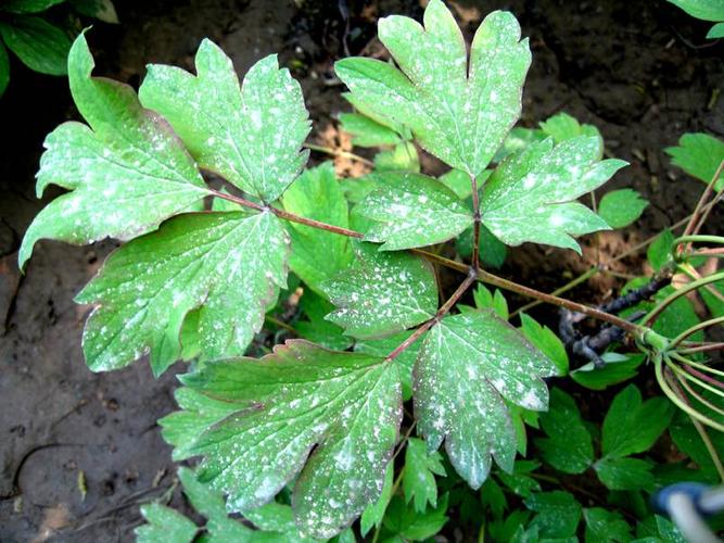 ▽牡丹叶的三叉九顶