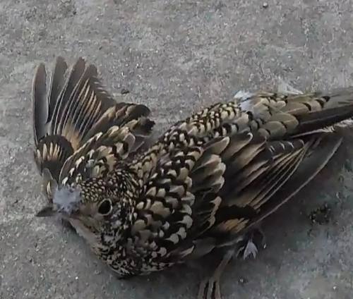 群众捡了3只小鸟说是鹌鹑我看不像能自己养吗