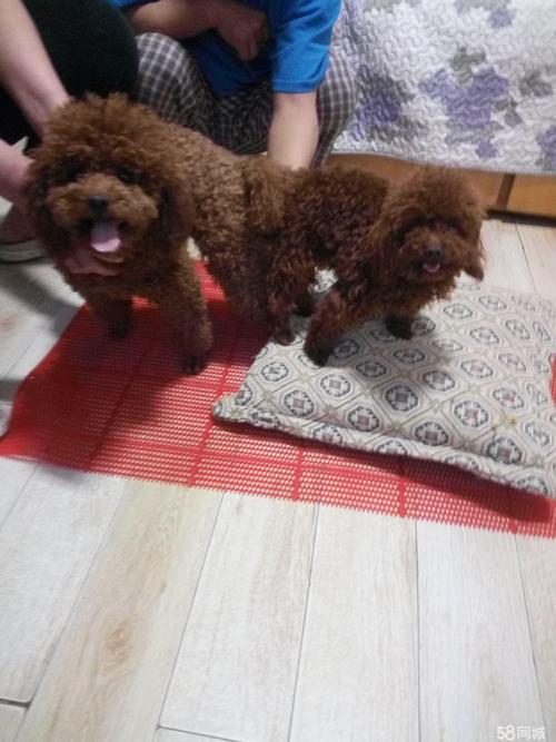 微小茶杯玩具体深枣红泰迪种公对外配种优惠300两脚