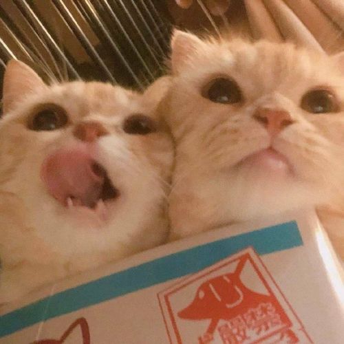 猫咪闺蜜头像