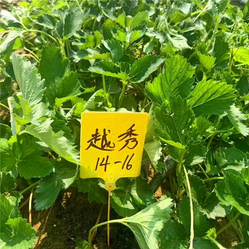 越秀草莓品种介绍|2021年越秀草莓苗价格