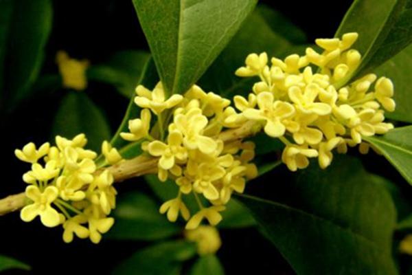 金桂和银桂的区别