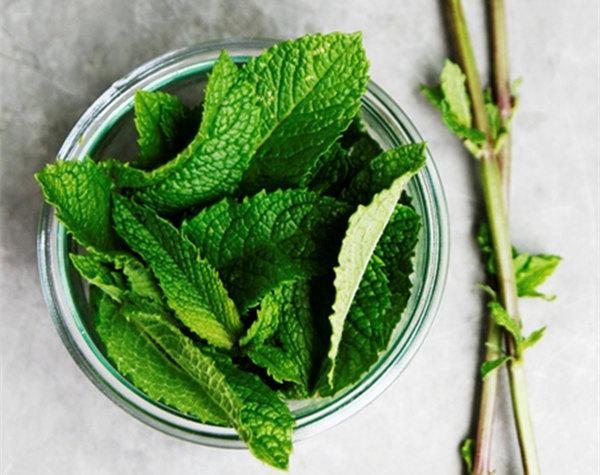 薄荷 mint