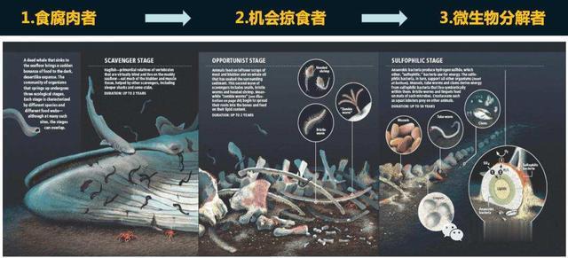 网易首页>网易号>正文申请入驻>硫化氢还可以被其他的海洋生物当成