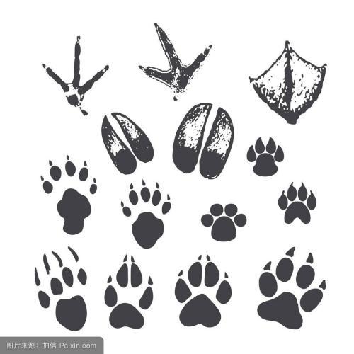 狐狸爪印_百度图片搜索