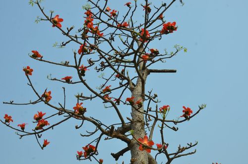 木棉树也被称为英雄树.