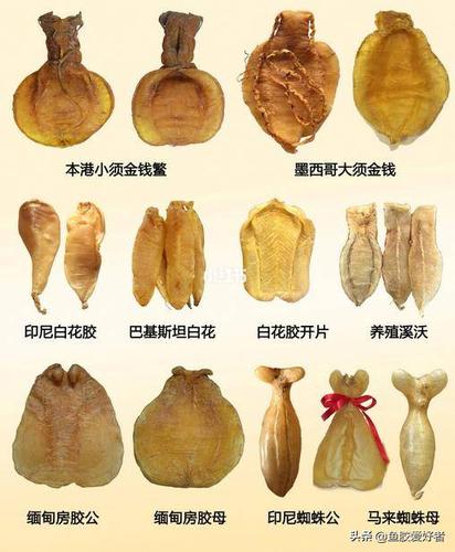 最全面的鱼胶花胶女性知识篇女人要懂姐妹要收藏