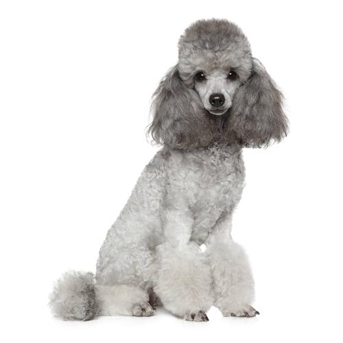 宠爱天下灰色泰迪贵宾迷你小体宠物狗狗