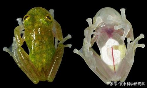 会飞的蛙,长得像乌龟的蛙……10种你可能没见过的奇怪青蛙