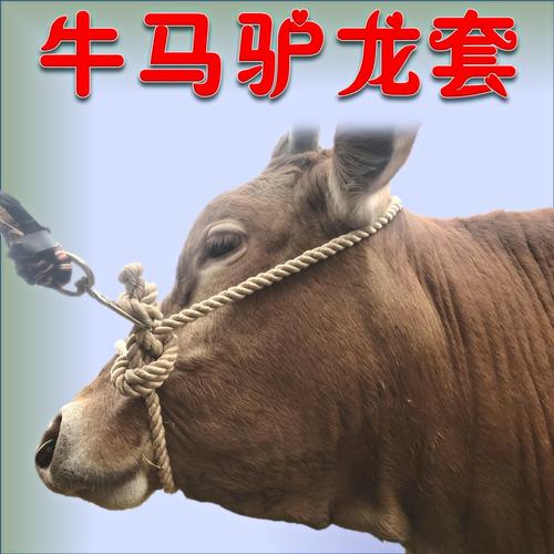 马牛项圈牛龙头笼头套养牛养马专用牛缰绳马缰绳圈养牛拴栓系绳子