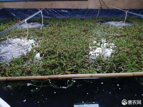 [黄鳝苗批发] 养殖场供黄鳝鱼苗黄鳝苗长鱼苗小长鱼鳝