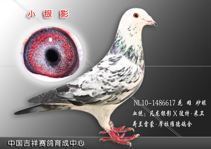 com爱鸽商城_中国信鸽信息网