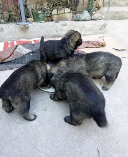 供求 出售 性别 公                       纯种昆明犬,大狗在昆明