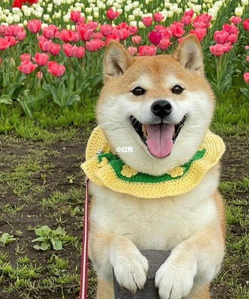 柴犬的治愈系笑容