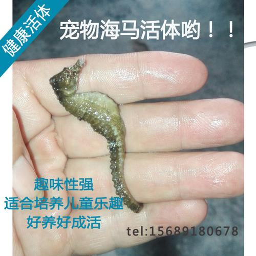包活包邮宠物海马活体儿童科普趣味新奇宠物活海马人工养殖海马
