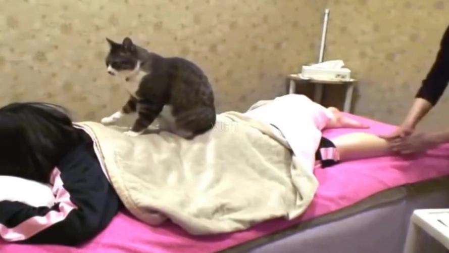 搞笑视频 动感 给美女按摩的猫咪