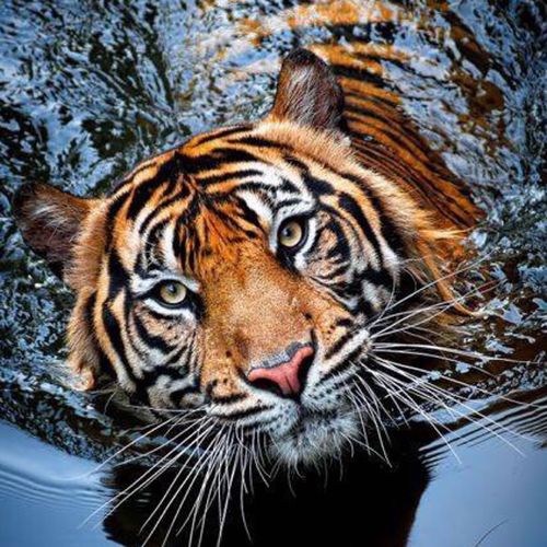 首页 qq头像 个性头像 凶猛老虎头像图片