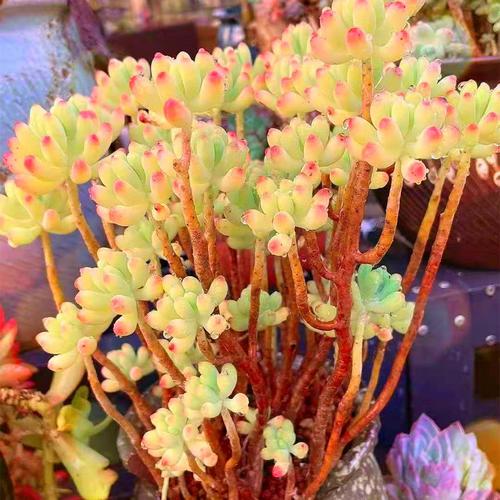 花语轩i直播间20号链接一物一拍精品多肉法师老桩绿植盆栽花卉