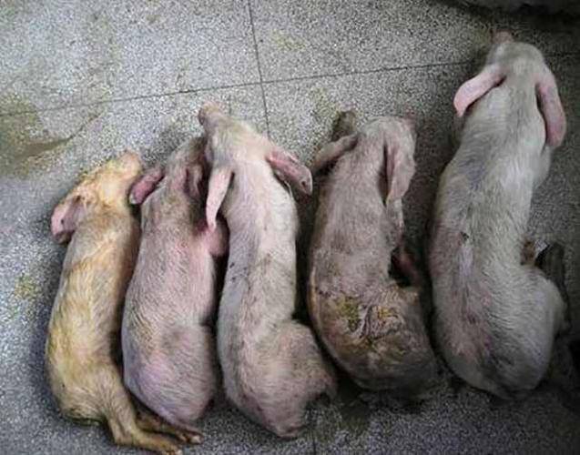 猪细小病毒症状,猪细小病毒用什么药?