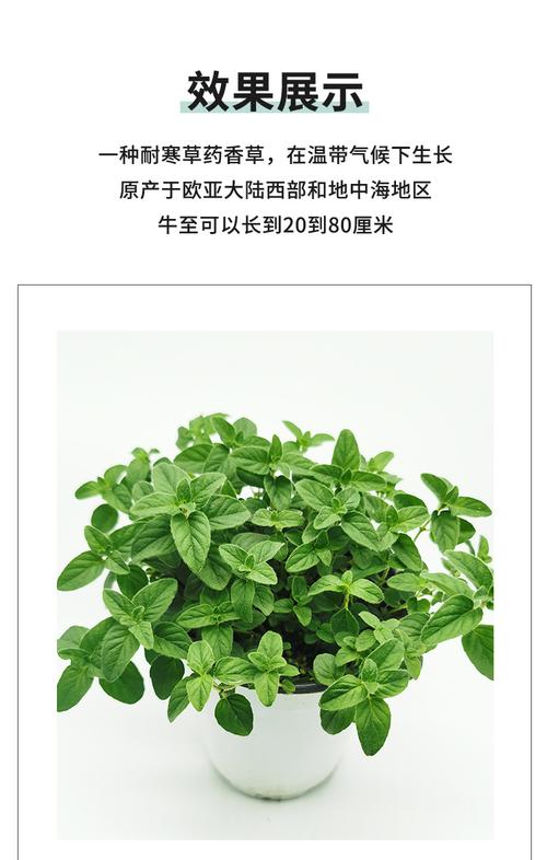 牛至 耐寒多品种可选希腊牛至甜牛至红花牛至盆栽牛至克拉香草