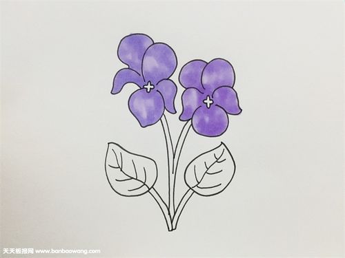 紫罗兰怎么画简单好看