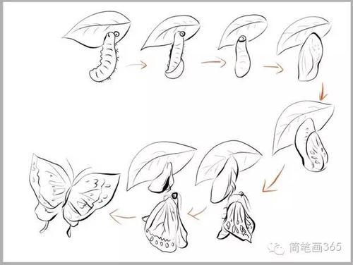 简笔画动物之毛毛虫