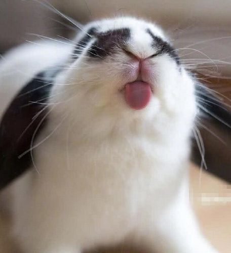 萌宠吐舌头卖萌合集:猫咪还是一如既往的可爱,柴犬却有点轻蔑?