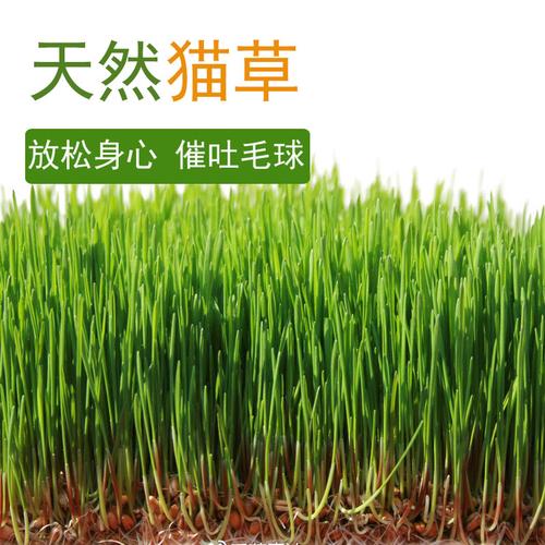 小麦种籽猫草种子小麦草青汁种植盘小麦粒育苗家庭园艺种子
