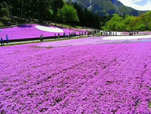 丛生福禄考(芝樱)花海