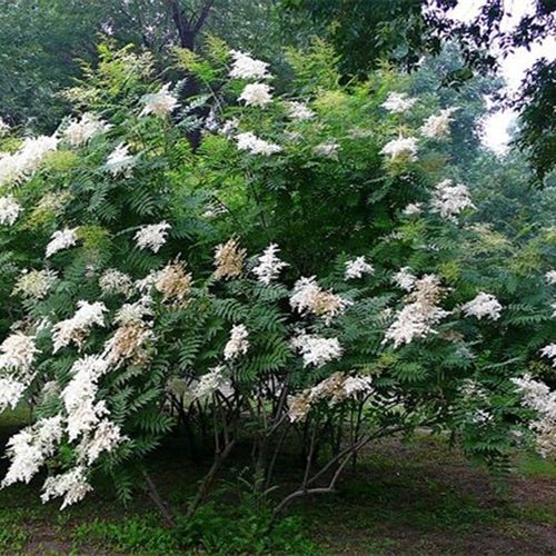 【基地直销】 珍珠梅 观花植物 园林绿化苗木花卉示例图7