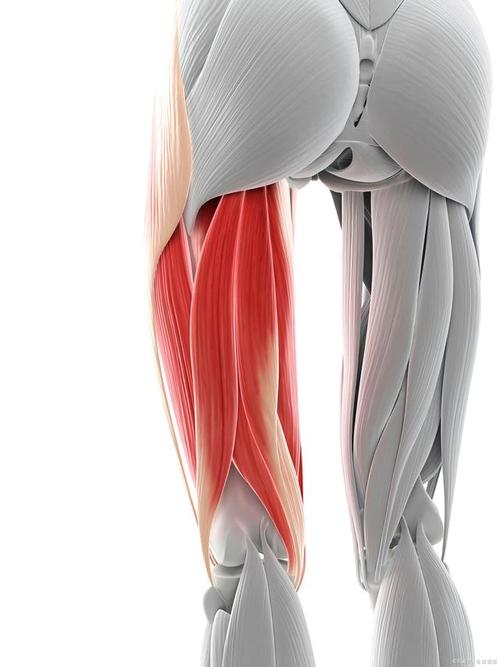 为何大腿前侧股四头肌老是疼痛损伤?康复师:或是太紧,柔韧不足