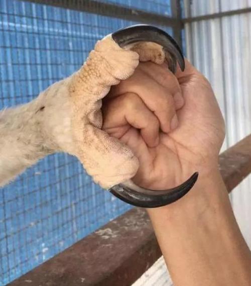 一种鹰的爪子,跟人的手一般大.