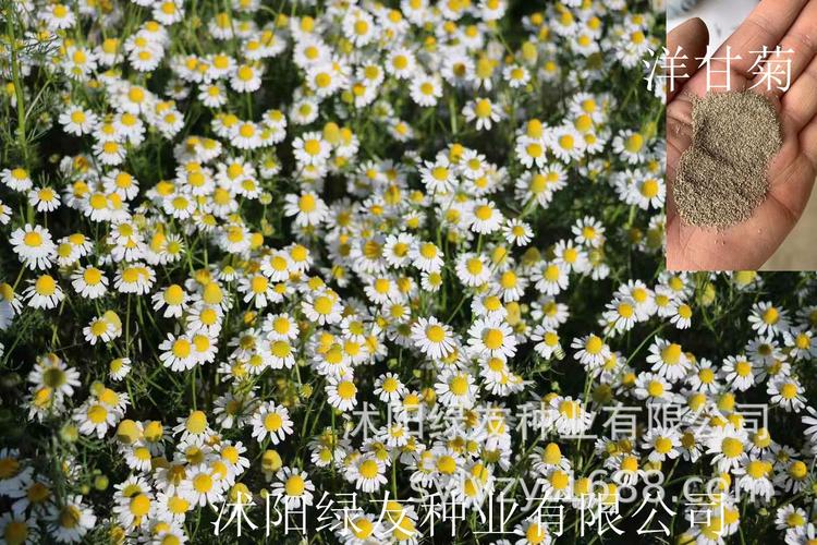 批发洋甘菊种子 洋甘菊 泡茶菊花 多用途菊花