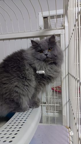 英国长毛猫