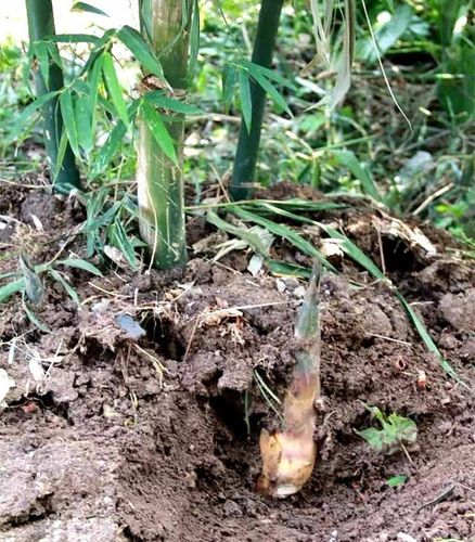 "竹笋之王"吊丝丹笋 "新鲜波姬红无花果"浸鸡,人均35叹当季极品,走起!