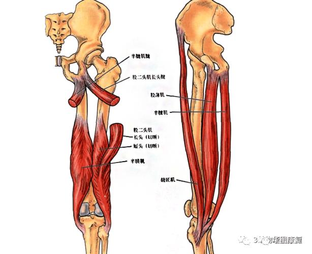 如何进行腘绳肌的触诊定位?