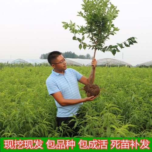 购客嫁接李子树苗青脆李南北方种植特大四川脱骨李早熟果树苗当年结果