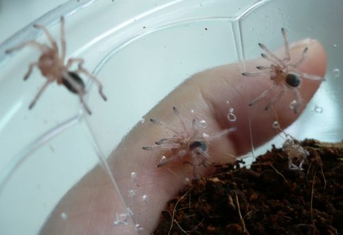 养蜘蛛四年多了,蜘蛛总算给我生小宝宝了