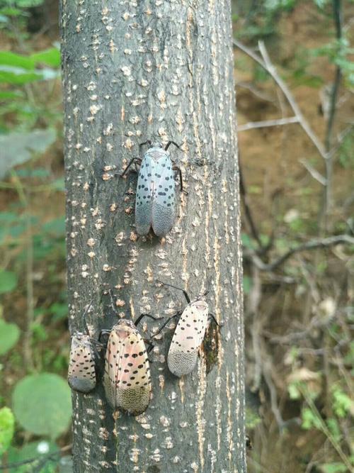 花蹦蹦,花肚娘,叫法不一.