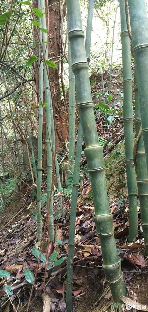 实心竹异形竹手把件