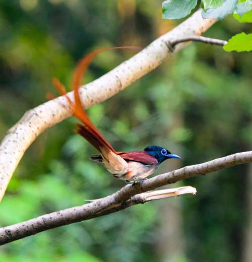 我的尾巴是不是很漂亮